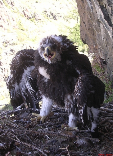 ������ �������